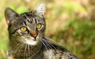 Cat yellow eyes outdoor blurry - neoplasticism free wallpaper