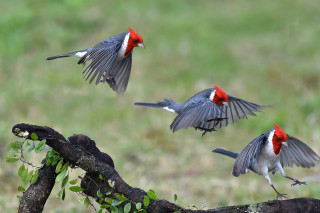 Birds flying over branch field - primitivism free wallpaper