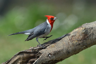 Red head bird standing branch - massurrealism free wallpaper