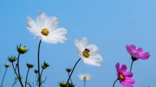 Flowers bee macro blue sky - a bee free wallpaper