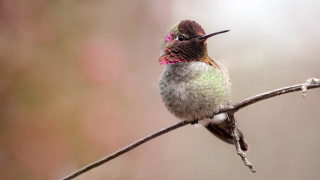 Hummingbird pinkflower branch macro art - background of leaves free wallpaper