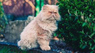 Cat sitting rock bush looking - aestheticism free wallpaper