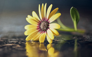 Yellow flower red center water - a green leaf free wallpaper