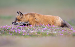 Fox purple flower field blurry - free dogs wallpaper