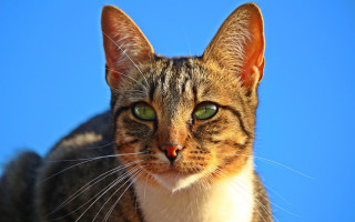 Cat green eyes blue sky - green eye free wallpaper