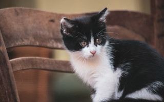 Black white cat sitting wooden - a wooden chair free wallpaper