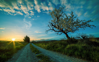 Dirt road tree sunset clouds 2 - a dirt road free wallpaper
