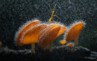 Bug flower rain snow microscopic - a bug free wallpaper