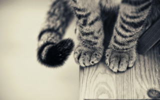 Cat wooden post black ball - a wooden post free wallpaper