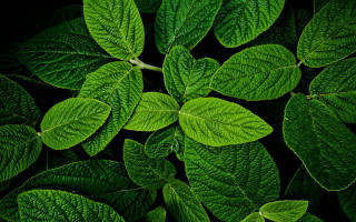 Green leafy plant macro photorealism - lot of leaves free wallpaper