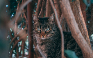 Sad cat in tree photorealistic - neoplasticism free wallpaper