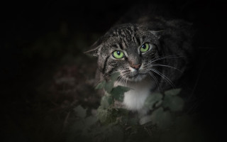 Black cat green eyes leaves - the camera in the dark free wallpaper
