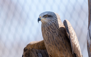 Eagle feathered wings owl bird - a chain link fence behind free wallpaper