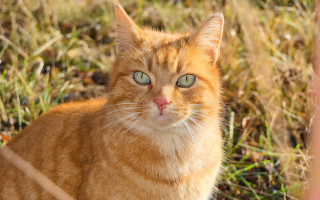 Serious cat blue eyes grass - its face free wallpaper