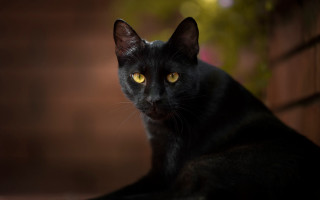 Black cat yellow eyes ledge - a portrait free wallpaper