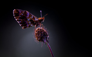 Butterfly flower glow macro dark - the flower free wallpaper