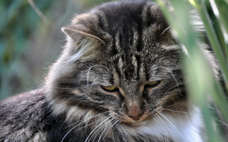 Cat grass closed eyes tilted - a stock photo free wallpaper
