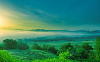 Foggy sky sunset trees bushes - field free wallpaper for desktop