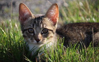 Sad cat in grass nature 5 - a stock photo free wallpaper