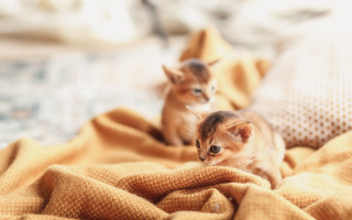 Kittens bed blanket tiltshift photorealistic - a bed free wallpaper