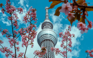 Tower pink flowers blue sky - a tall tower free wallpaper