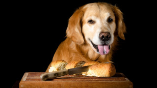 Golden retriever dog bread knife - golden free wallpaper