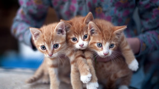 Kittens holding person blurry background - a pink shirt free wallpaper