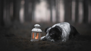 Dog laying grass lantern woods - the grass next free wallpaper