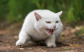 White cat open mouth teeth - institutional free wallpaper