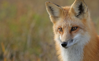 Fox closeup blurry background furry - a blurry background of grass and bushes free wallpaper