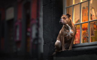 Dog window sill looking storefront - a window sill free wallpaper