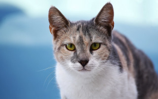 Cat green eyes blurry blue - green eye free wallpaper