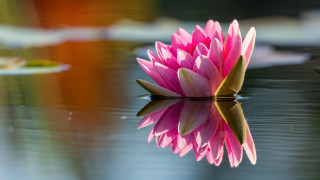 Pink lily flower reflection leaf - top of a lake next free wallpaper