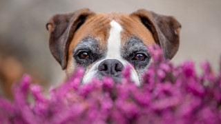 Dog bush purpleflowers impressionism animalphotography - impressionism free wallpaper