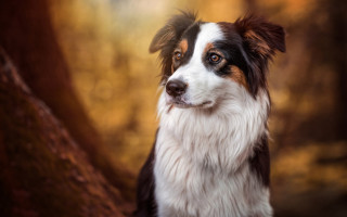 Dog wooded area tree portrait - area free wallpaper