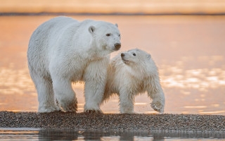 Polar bear mother cub lake - polar free wallpaper