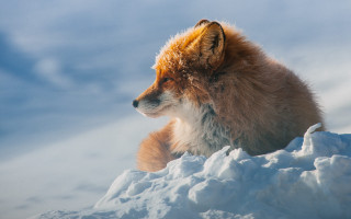Fox snowy hillside outdoors wildlife - ground free wallpaper