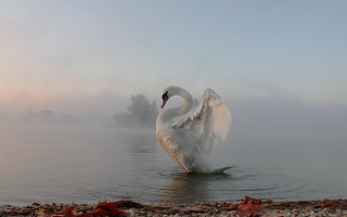 Swan foggy water wings spread - its head in free wallpaper