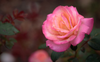 Pink rose water droplets blurry 2 - petal free wallpaper
