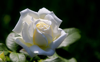 White rose yellow center green - a white rose free wallpaper