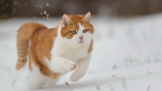 Cat snow winter ascii award - ascii art free wallpaper