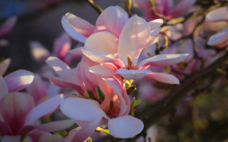 Pink flowers blooming impressionist bokeh - an impressionist painting free wallpaper