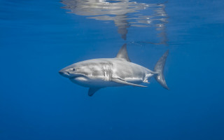 Shark ocean person camera sharktail - a person in the background free wallpaper