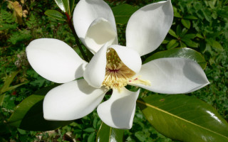 White flower yellow center nature - a yellow staman free wallpaper