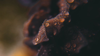 Water droplets leafy stem macro - a blurry background of leaves free wallpaper