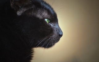 Black cat green eyes shallow 2 - soft free wallpaper