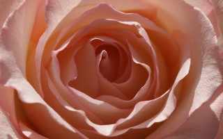 Pink rose macro shallow depth - a pink rose free wallpaper