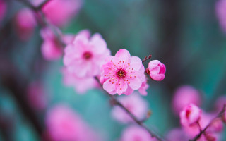 Pink flower blooming branch bokeh 2 - chang daichien free wallpaper