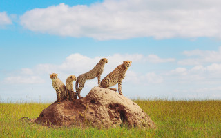Cheetah rock field sky clouds - wildlife photography free wallpaper for desktop