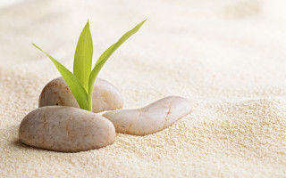 Plant sprouting rocks sand green - a pile of rocks free wallpaper